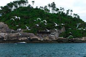Na tradução do inglês pro português, a ilha das cobras (ilha de queimada grande). Ilhas Da Queimada Pequena E Queimada Grande Mar Sem Fim Ilha Queimada Vegetacao