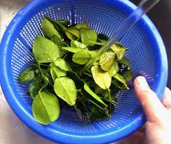 Sebelum menanam daun kari, kenal dulu dengan asal dan manfaatnya. Daun Kari Dan Daun Herba Kekal Segar Sampai 3 Bulan Langkah Ini Ibu Ibu Wajib Tahu Keluarga