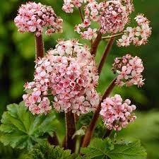 However, in the wetter uk climate, it is happy in any soil that doesn't dry. Buy Umbrella Plant Darmera Peltata 12 99 Delivery By Crocus