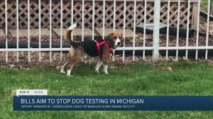Here, you can browse through all of our puppies for sale or choose a specific puppy breed! With Dow Beagles In New Homes Dog Testing Still Ongoing In Michigan