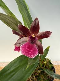 Image result for Vangueria proschii