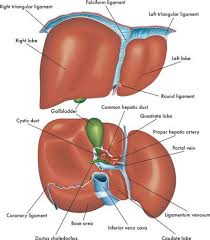Portale Hypertension Ursachen Symptome Behandlung Medlexi De