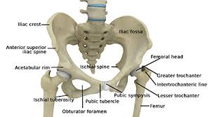 Is the highest part of the thigh bone. Hip Anatomy Hip Surgeon Columbia Sc Hip Treatment Charleston Sc