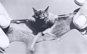 The bumblebee bat is a unique species in that it is so small. Bumblebee Bat Facts Lesson For Kids Science Class 2021 Study Com
