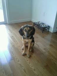 Black And Tan Coonhound German Shepherd Mix My Baby Girl Ladybird 3 Black Tan Coonhound German Shepherd Mix Cute Animal Pictures Coonhound German Shepherd Mix