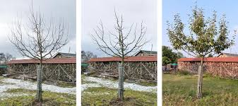 Gehölze die in der ruhephase geschnitten werden sind frostempfindlich, weil sie ihre wunden nicht schließen können. Apfelbaum Schneiden Profitipps Der Obstbaumschnittschule