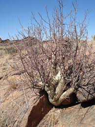 Image result for Commiphora caerulea