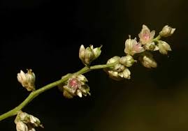 Image result for Celosia trigyna