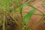 Image result for Habenaria clavata