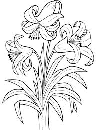 Lily Coloring Pages Printable Printable Flower Coloring Pages Rose Coloring Pages Flower Coloring Pages