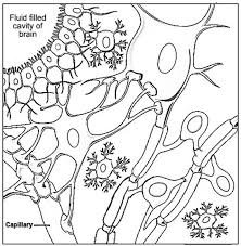 In chemical synapses, action potentials are transferred across the synapse by the diffusion of. Pin On School Math Science