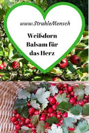 Weissdorn Balsam Furs Herz Strahlemensch Weissdorn Naturkrauter Gewurze Und Krauter