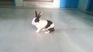 Bunny clipart black and white. Black And White Rabbit Youtube