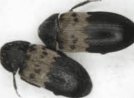 cupboard: larder beetles