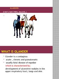 Image result for Glanders