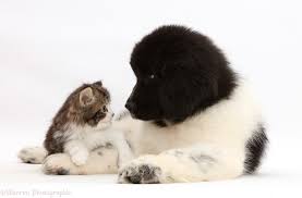 Welcome to wolf creek dry mouth newfoundlands! Pets Kitten Looking Into The Eyes Of Newfoundland Puppy Photo Wp44633
