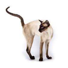 A lot of women think that short hair could be boring, but the. Siamese Tortie Pointed Cats Breed Information Omlet