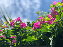 Portulaca produces vividly colored blooms in shades that range from rose, yellow, white, orange, red, purple and pink. Bushes And Hedges That Work Well In Arizona New Image Landscape And Pools