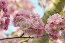 Photo of spring white cherry blossom tree on pastel mint wooden background. Cherry Blossom Banner Spring Free Photo On Pixabay