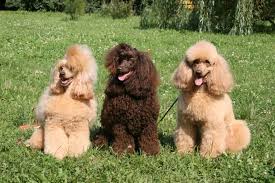 Image result for irský vodní španěl