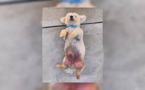 El estética para perros comienza con la observación. Perro Presuntamente Contrae Infeccion Tras Grooming En Petsmart Peta Latino