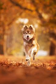 Fall Pets Animal Photography Dog Photoshoot Puppy Photography