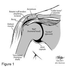 Rotator cuff tears are one of the most common causes of shoulder pain mostly in older patients. Failed Rotator Cuff Repairs Johns Hopkins Shoulder And Elbow Surgery