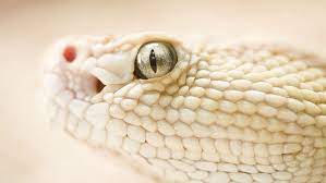 Serpiente Blanca Blanca Serpiente Fondo De Pantalla Hd Wallpaperbetter