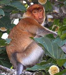 Proboscis Monkey One Big Nose Proboscis Monkey Big Noses Monkey