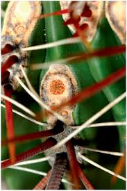 Sometimes, tiny white spots on your mouth can spread to entire mouth parts which can be a clear. An Introduction To Cactus Areoles Part I