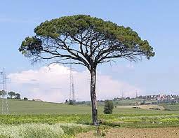 A charming conifer that brings the feel of a pine forest indoors. Stone Pine Wikipedia