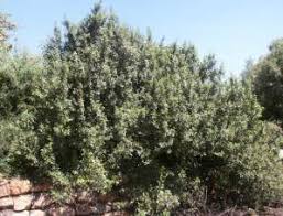Image result for Rhamnus prinoides