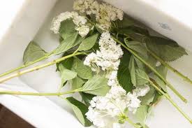 Do hydrangeas need a lot of water? Wilted Hydrangea How To Revive Wilting Hydrangea