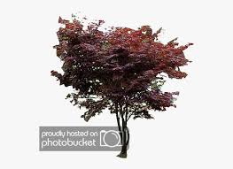 The japanese maple was first shown to european explorers in 1783 and introduced to the west in 1820. Japanese Maple Png Red Bud Transparent Png Kindpng