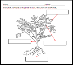 Share to twitter share to facebook share to pinterest. Soalan Sains Tahun 5 Tumbuhan Kerja Kosi