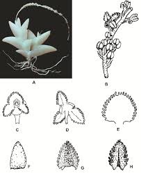 Image result for Oberonia disticha