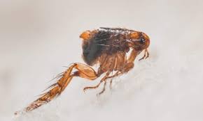 Now i must admit getting rid of fleas is something you can do yourself if you have the time and patience to see things through. I Have Flea Bites Now What Environmental Pest Management