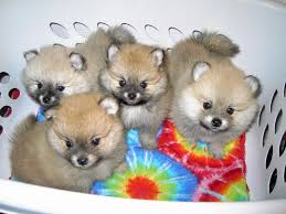 We did not find results for: Boo Pomeranian Puppies For Sale Near Me Pets Lovers