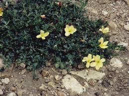 Image result for Menodora heterophylla