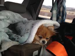 Pheebee In Her Car Seat In Wyoming It Was Minus 5 Degrees Outside And We Couldn T Warm The Car Up Fast Enough With Images Car Seats Car Up Seating