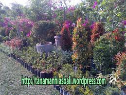 Akan tetapi di kalangan para peternak kambing dan domba lebih dikenal sebagai odot. Jual Tanaman Hias Dan Rumput Murah Bali 6281338 324881 Jual Tanaman Hias Bali Hub Bpk Jumadi 6281338 324881 Budidaya Rumput Jepang Rumput Mutiara Rumput Golf Dan Jual Bibit Tanaman Online Murah Di Bali