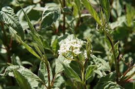 May need protection from bright afternoon sun to maintain colour. Morden Golden Glow Elder Kiwi Nurseries Ltd