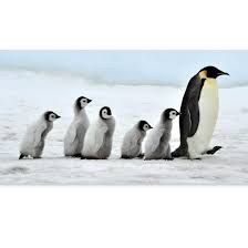 Wspa March Of The Penguins Cards Buy From The Wspa Online Charity Gift Shop Christmas Cards Featuring Stunning Ph Penguins Penguin Facts Penguin Information
