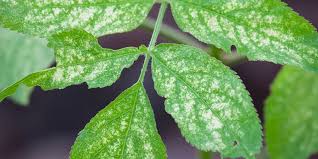 Image result for spider mites cucumber plants