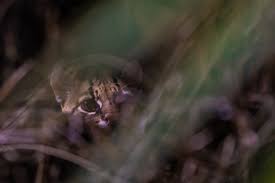 Ocelots are beautiful wild cats...