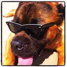 As long as the bullmastiff is healthy and is maintained and treated accordingly, has a high life a bullmastiff's decision should be long and well considered. Pin On Doggerones