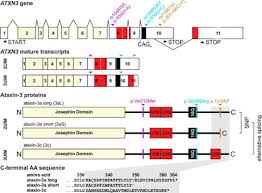 Ever, the dido1 pqtl was not significantly associated with. Physiological And Pathophysiological Characteristics Of Ataxin 3 Isoforms Journal Of Biological Chemistry