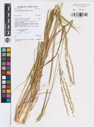 Image result for Alloteropsis semialata