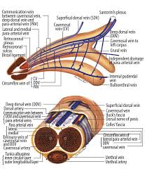 It feels as if buck's fascia is taking all the stress. Advances In Understanding Of Mammalian Penile Evolution Human Penile Anatomy And Human Erection Physiology Clinical Implications For Physicians And Surgeons Abstract Europe Pmc