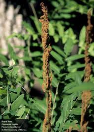 Image result for Osmunda regalis